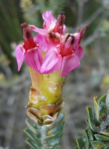 Saltera sarcocolla old flower discolouring
